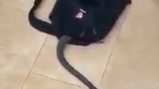 omg snake bite him😵