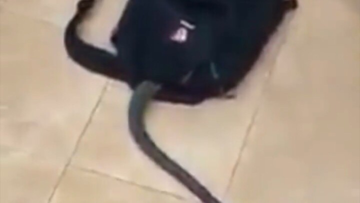 omg snake bite him😵