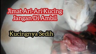Bali Kucing  atau 4ri as Di Ambil Kucingnya Sedih !