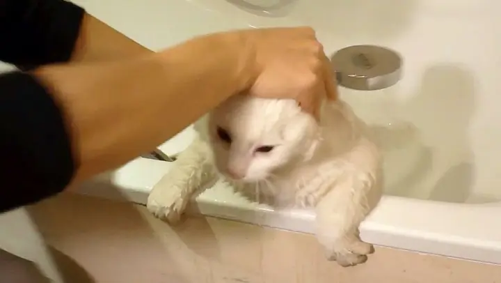 [Animals]Bathing a white cat 
