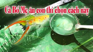 NẾU CÁ 7 MÀU BỐ MẸ ĂN CON BẠN CÓ THỂ THAM KHẢO CÁCH NUÔI NÀY | Túc Thịnh