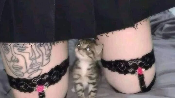 International Funny Video Compilation & Animal Confusing Behavior Awards #147