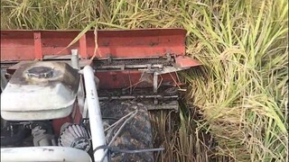 วิธีเกี่ยวข้าวแบบวางรายโดยเครื่องเกี่ยวข้าวเล็ก