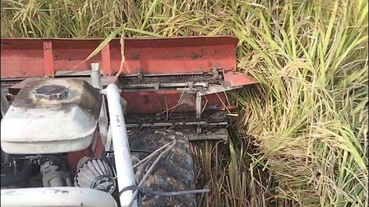 วิธีเกี่ยวข้าวแบบวางรายโดยเครื่องเกี่ยวข้าวเล็ก