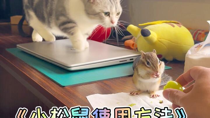 How do you get the little squirrel to work?