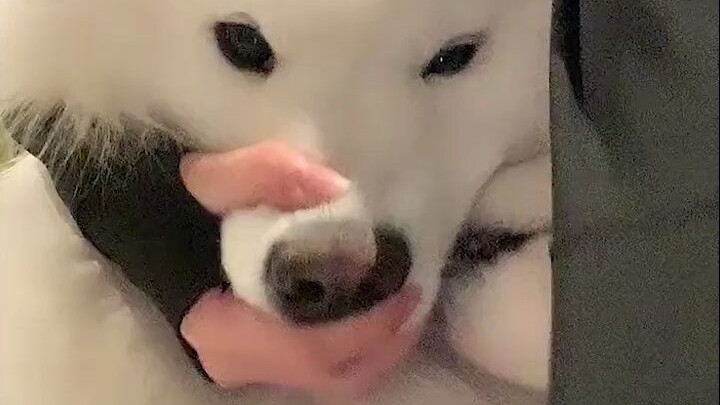 《Video thuần hóa chó Samoyed hoang dã của người cổ đại》