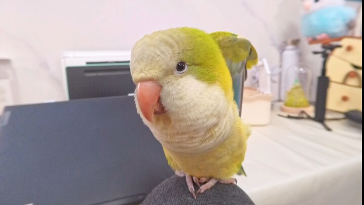 It's just a little bird calling its baby.
