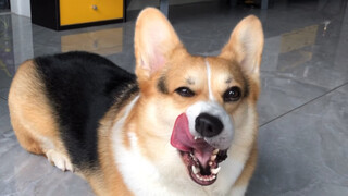 Corgi dogs never cave