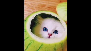 How about this watermelon