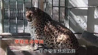 攀枝花动物园爆改养猪场，豹子警官走进现实