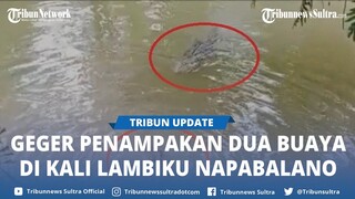 Viral Video Penampakan Dua Buaya di Kali Lambiku Napabalano Kabupaten Muna Sulawesi Tenggara