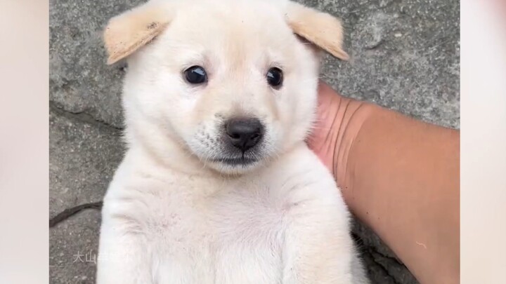 Chẳng ai có thể cưỡng lại được chú cún con bé xíu dễ thương chỉ cần “chụt chụt chụt” là đã lừa được,