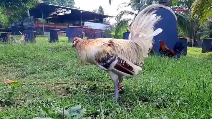 for intertainment purposes only credits to the owner of this video