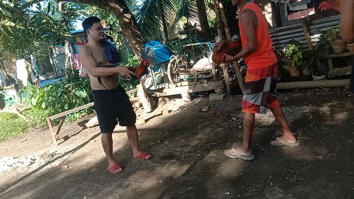 bostonsweaterx tornado 1xwinner