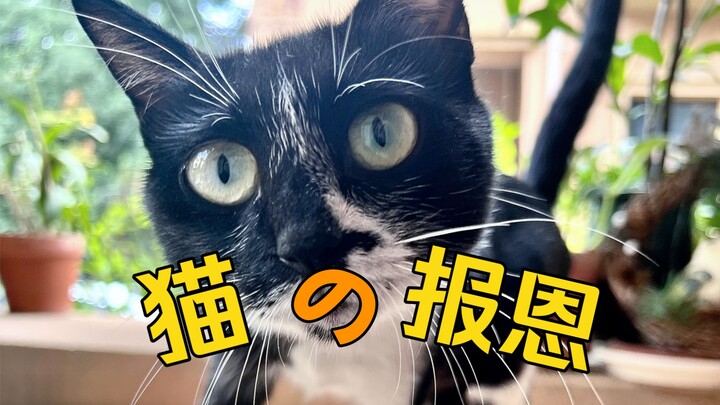 บอกเสี่ยวเฮย ฉันอยากกินปลาแล้ว[เยี่ยมเลย]