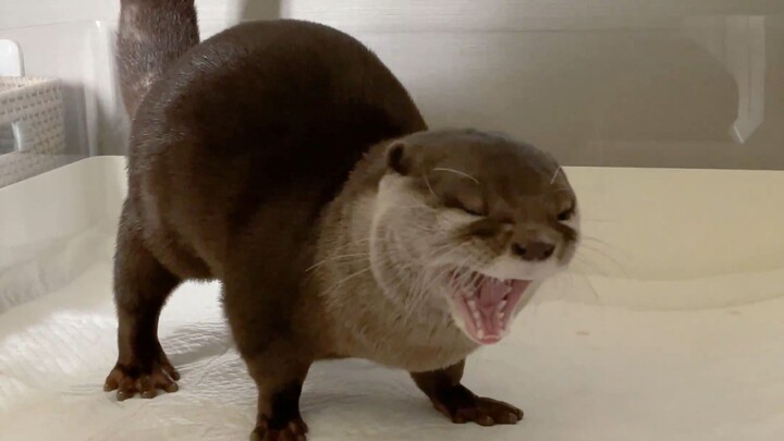 A Lazy Day for the Little Otter (Includes Rare Footage)