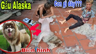 Gấu Alaska Biến Hình Dưới Đôi Tay Vàng Của Cà Bành TV| Săn Bắt Ẩm Thực Vùng Cao