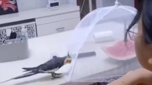 สัตว์เลี้ยงและเจ้า