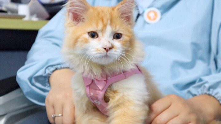 Inilah alasan mengapa anjing gembala Jerman ingin menggigit kucing, anjing gembala Jerman: Kalau tid