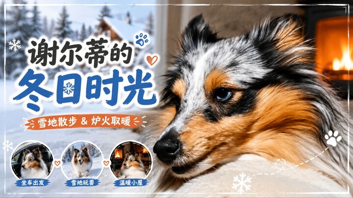 俄罗斯的冬天❄️ 一只谢尔蒂的冬日散步