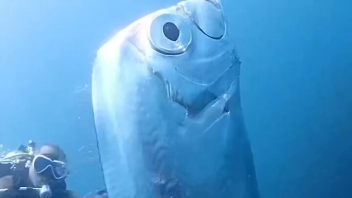 سمكة الحزام الإمبراطوري، كائن بحري يصعب على البشر رؤيته بأعينهم.