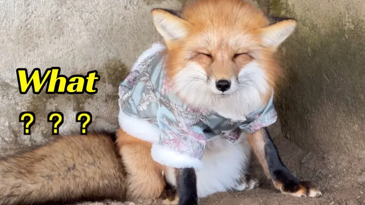 [Animals]Getting my cute fox all dressed up