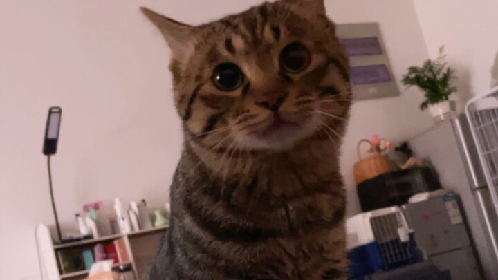 What happens when a kitten insists on calling mom to wake up for 365 days?