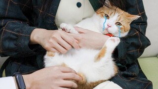 Một fan may mắn được về nhà vuốt ve một chú mèo, cọ xát tinh hoàn của nó một cách điên cuồng và bị é