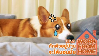 Work from home EP.2 พิมแผนอยู่บ้าน | สัตว์เอ๋ย