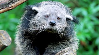 80% of people have never seen the binturong, a national first-class protected animal.