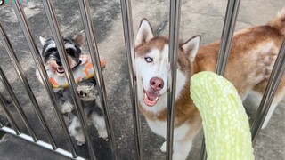 Husky: Pare ini rasanya seperti daging!
