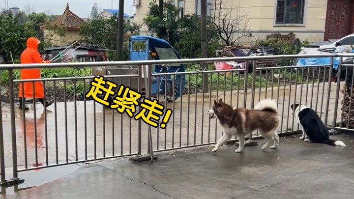 A stranger shows up at the door, and the German Shepherd pulls out its signature guard dog routine!
