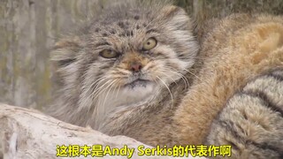 An Aussie tough guy narrates the cat's various "misdeeds"—feline creatures truly are the most overbe