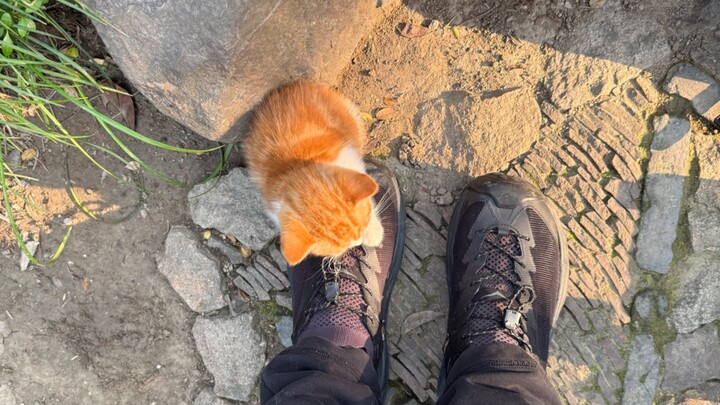 บันทึกเรื่องราวการถ่ายแมว: ความรู้สึกไร้พลังที่ถูกแมวน้อยปิดผนึกแบบนี้ ใครจะเข้าใจบ้าง?