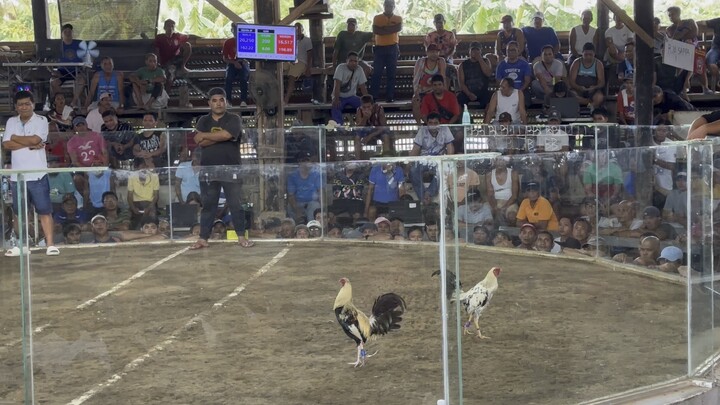 Kanawayun 9months old for his 2nd win