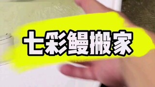 七彩缦搬家啦