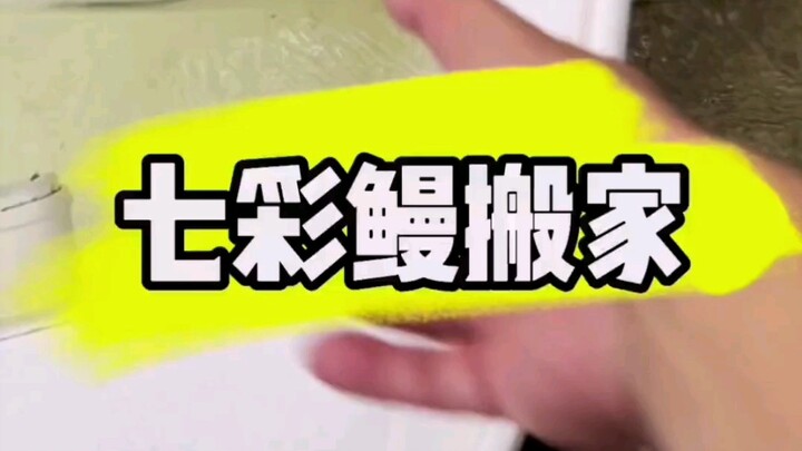 七彩缦搬家啦