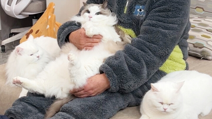 พ่อแม่ไม่ชอบแมวเหรอ? ไม่สำคัญ! แมวจะจัดการเอง!