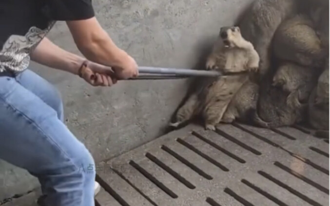 พังพอน: ฉันไม่ใช่คนที่จะมาหาเรื่องได้ง่ายๆนะ!