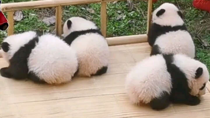 [Panda] There are 4 rice balls moving on the bed!