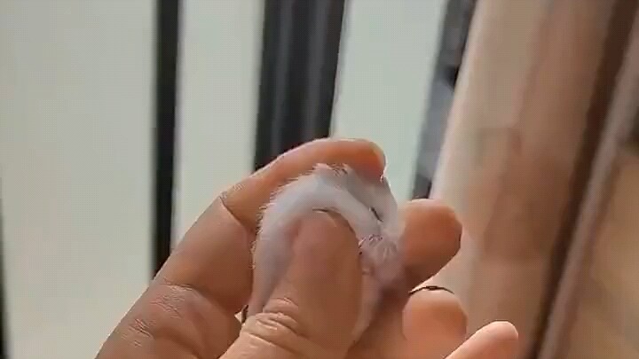 Even the tiny ones are super cute!