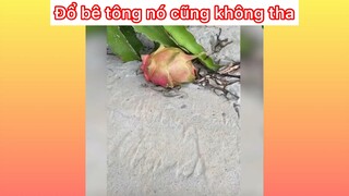 Đổ bê tông cũng không tha