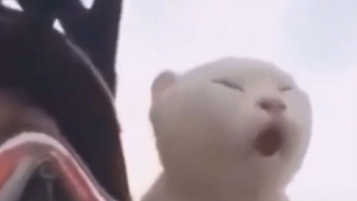 แมว: โกรธจนจะพูดไม่ออกแล้วนะ!