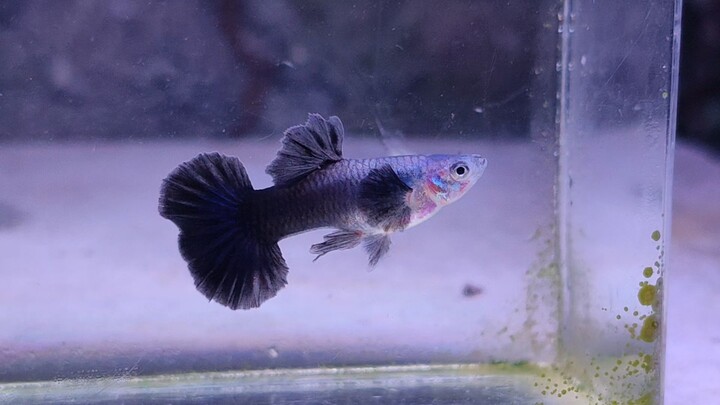 half black blue asian halfmoon / blue diamond halfmoon guppy