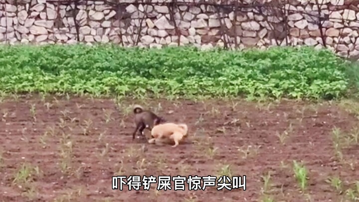 Another dog bit a chicken again, but this time it's really not the dog's fault!