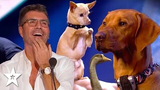 Best Animals Act Of 2019-20 That Amazed Judges! | Got Talent Global