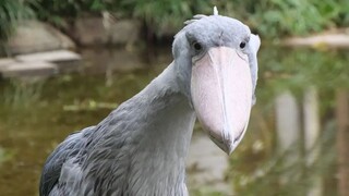 Why are there fewer front-facing photos of birds than profile shots? Hahaha