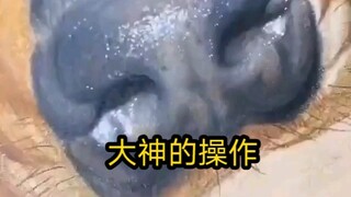 大神的操作