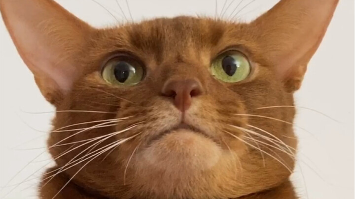 Wing Chun master Zhang Tiejun seeks advice!