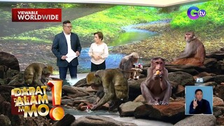 Mga unggoy, tambay sa isang resthouse sa Samal Island?! | Dapat Alam Mo!